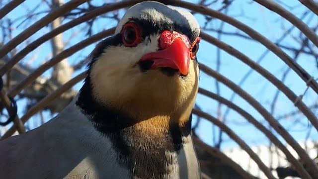 КАБКИ ТОЧИКИ | Кеклик | ALECTORIS