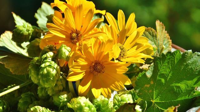 Autumn Glow - Martha Mier | Romantic Piano Music