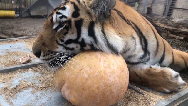 Тигры Веганы Tigers Vegans смотреть онлайн