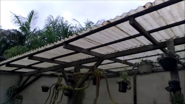 Muita chuva e como estão as suculentas / Simone felic. смотреть онлайн