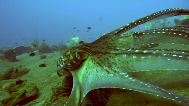 Дайвинг сафари Национальный парк Комодо, Индонезия. Diving Safari Komodo National Park. Indonesia