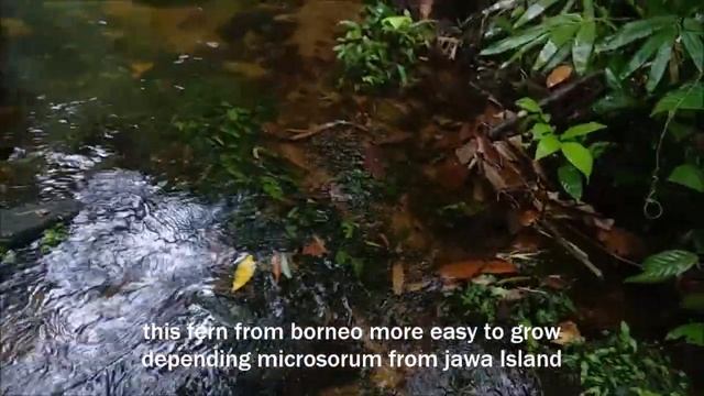 How to Care java fern | First u Should see Java Fern in Natural Habitat ( english subtitle ) смотреть онлайн