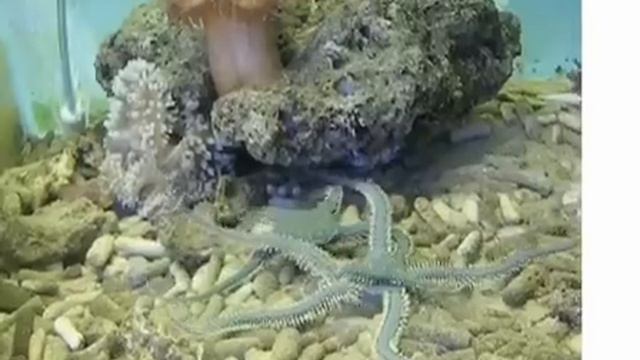 Кормление Офиуры зеленой ( Ophiolepis echinata ) смотреть онлайн