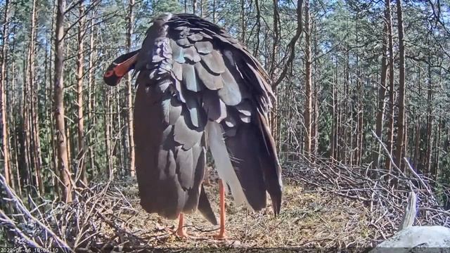 Must-toonekurg::Ciconia Nigra - Karl II With Young Female 2020-05-06