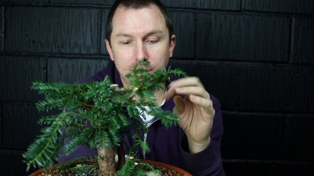 Nursery Stock Bonsai: Shohin Taxus Selection & Preparation смотреть онлайн