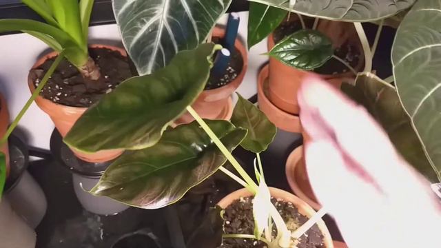 ALOCASIA AZLANII