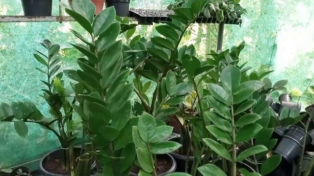 അറിയിപ്പ് 2 🙏 смотреть онлайн