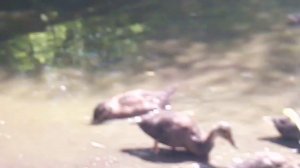 Кряква - дикая утка, которую можно разводить в домашних условиях