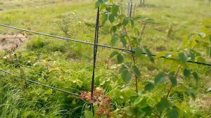 Как сделать шпалеру (опору) для ежевики из стеклопластиковой арматуры