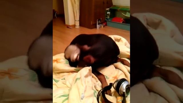 Хорёк играет с собакой.3gp смотреть онлайн