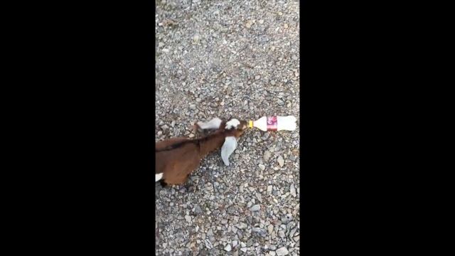 skein 2.75 The one with the goats смотреть онлайн