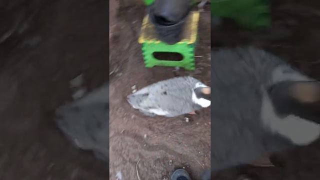 Как содержать уток зимой смотреть онлайн