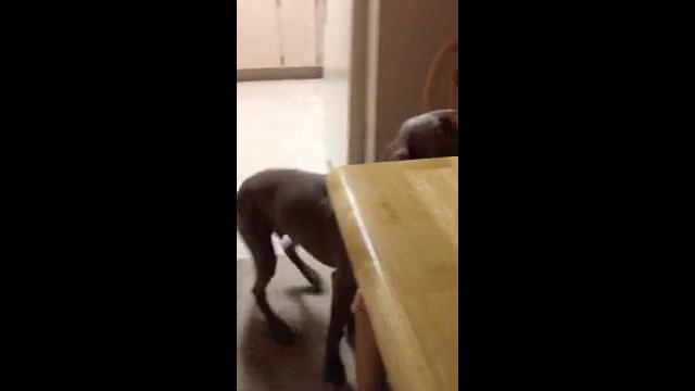 Weimaraner Oscar talking! смотреть онлайн