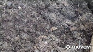 Посадка Голубики. Сколько елового опада и торфа потребовалось для заполнения посадочной ямы.