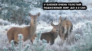 СЕВЕРНЫЙ ОЛЕНЬ - ИНТЕРЕСНЫЕ ФАКТЫ. МОГУЧИЙ ВОИН ХОЛОДНЫХ ЗЕМЕЛЬ