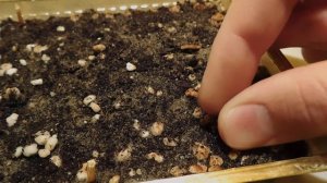 Как вырастить кактусы из семян. Сажаем Астрофитумы.