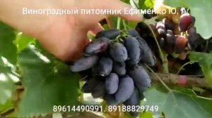 виноград Флагман