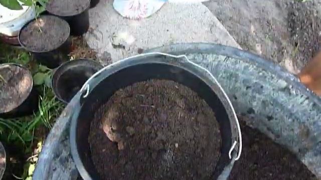 Пересадка инжира какая земля и рекомендации по выращиванию смотреть онлайн