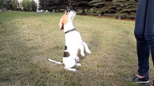 Как научить собаку команде "ЗАЙКА" (или проси, служи, суслик, сурикатик)