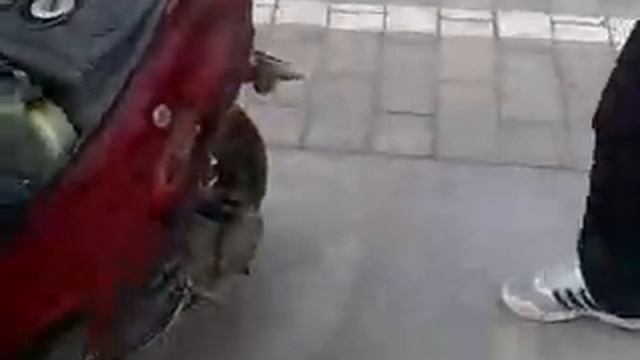 Мопед взорвался смотреть онлайн