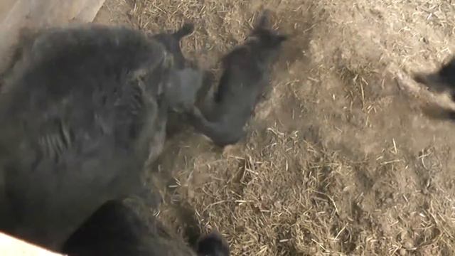 Работа Чука и Цезаря по вольерному кабану смотреть онлайн