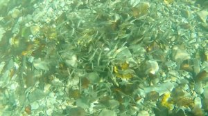 Кормушка с сеткой, подводные съёмки  Просто классс. feeder with mesh. underwater photography