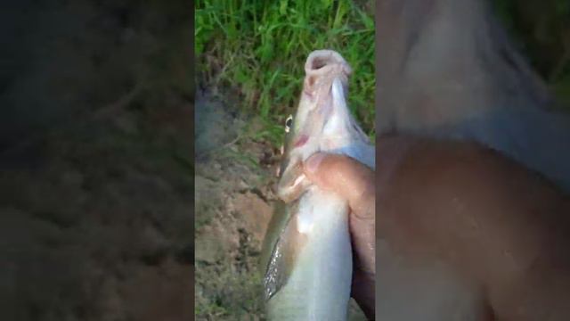 Отличная рыбалка на реке Оке утром в июне в проводку на горох смотреть онлайн