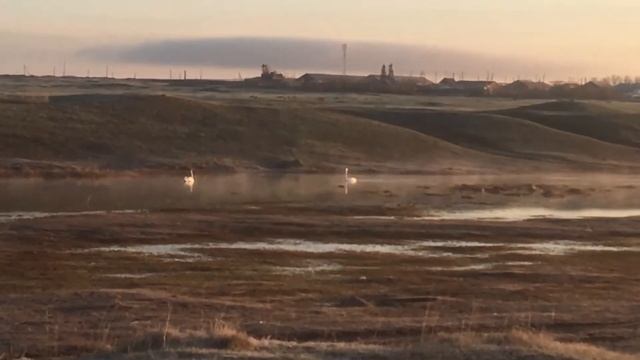 Лебеди взлетают с воды смотреть онлайн