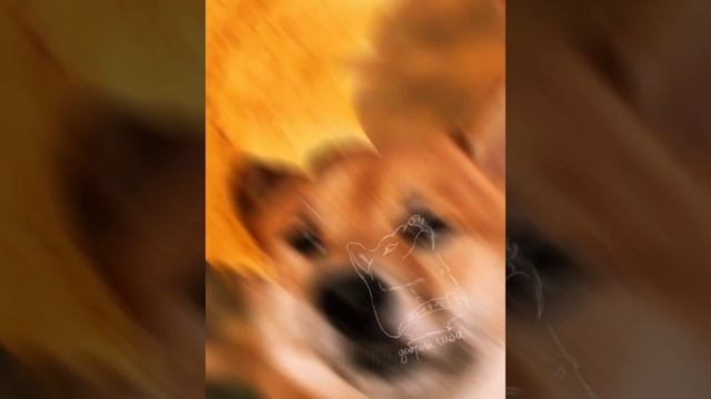 Мои любимые породы собак! ЧИХУАХУА,СИБА ИНУ,МУДИ смотреть онлайн