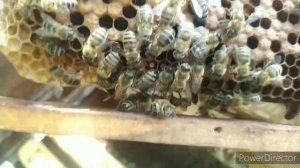 29.06.20 Осмотр и пересадка пойманных роев.