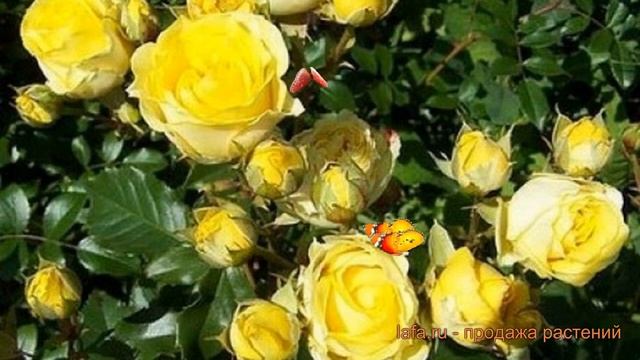 Роза спрей Сан Сити (sun city) ? спрей роза Сан Сити обзор: как сажать, саженцы розы Сан Сити смотреть онлайн