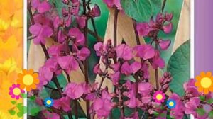 Гиацинтовые бобы Сиреневый каскад. Краткий обзор, описание характеристик, где купить семена