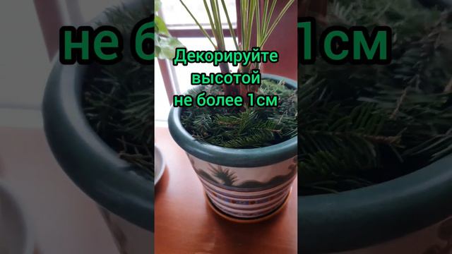 НЕ ВЫБРАСЫВАЙТЕ ХВОЮ ПОСЛЕ НГ #кухняусёмушки #рек #мойдом #комнрастения смотреть онлайн