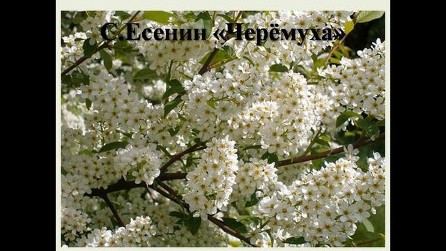 Как быстро выучить стих Черёмуха смотреть онлайн