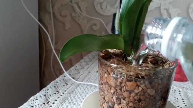 Зеленые водоросли в горшке,избавляемся смотреть онлайн