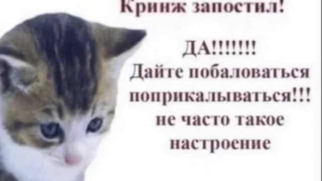 милые картинки с котиками емпечитири смотреть онлайн