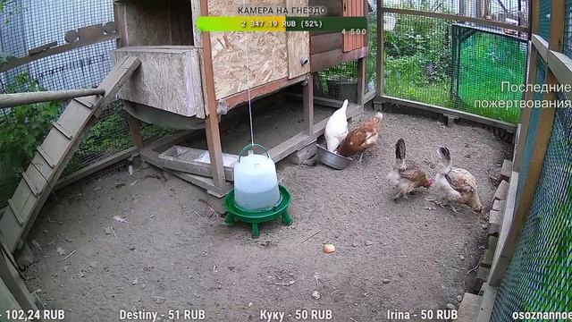 Курятник. Жизнь в курятнике. Можно покормить онлайн. Chicken coop stream. Online feed смотреть онлайн