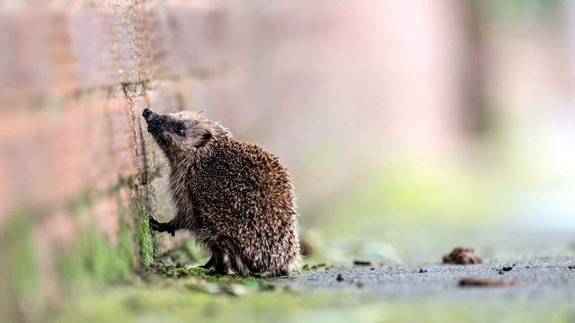 Видеоэкскурсии "Животный мир" - Часть 1. Еж смотреть онлайн