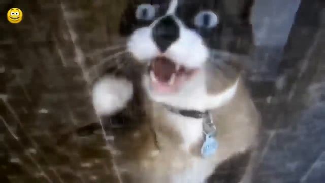 Мяуканье кошек)