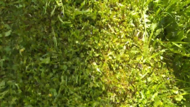 Газонокосилка Honda HRX 537 HYEA ответы на вопросы подписчиков смотреть онлайн