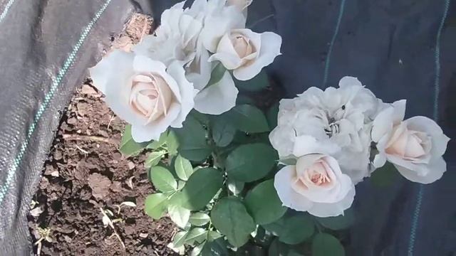 Роза плетистая ярчайше желтая "Солнце свет" (Sun light) смотреть онлайн