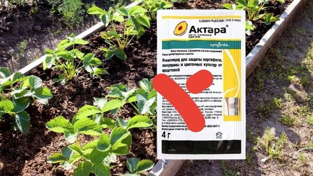 Поливаю клубнику молоком? Рассказываю зачем я это делаю ? Что делать с клубникой осенью смотреть онлайн