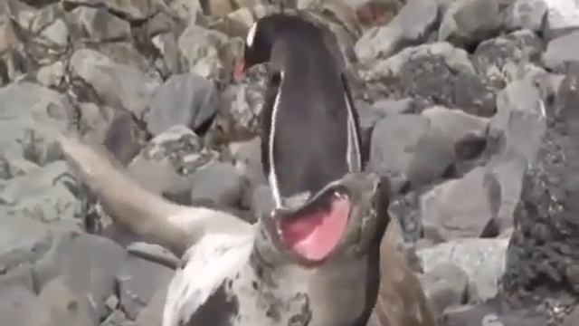 Животные. Пингвин и тюлень. смотреть онлайн
