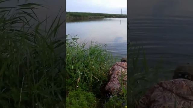 Рыбалка на сазана и амура смотреть онлайн
