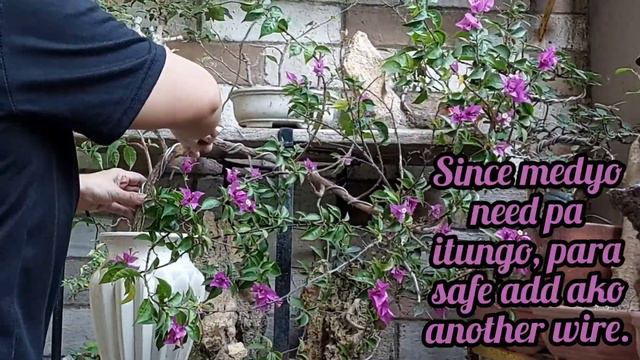How to do a Cascade Bonsai Bougainvillea. смотреть онлайн