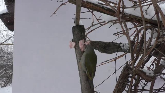 Дятел Седой и Синицы Сало Зима Денисово Pa770 8