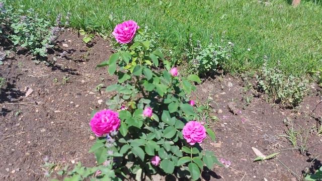rose de resht kwitnienie смотреть онлайн