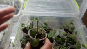 Размножение Кампанулы черенками