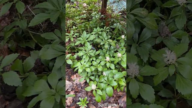 Цветет пахизандра смотреть онлайн