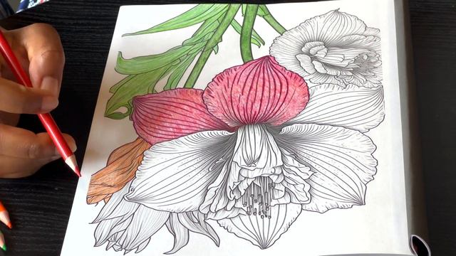 relax.....let's color смотреть онлайн